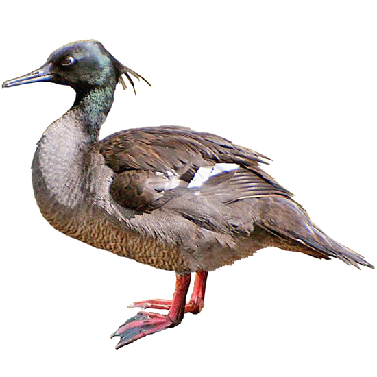 Brazillian Merganser Duck